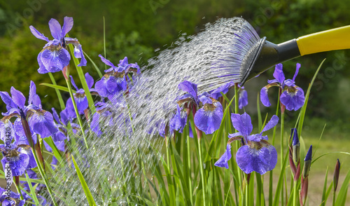 watering iris flowers
