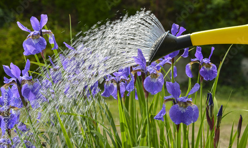 Fototapeta Naklejka Na Ścianę i Meble -  watering iris flowers
