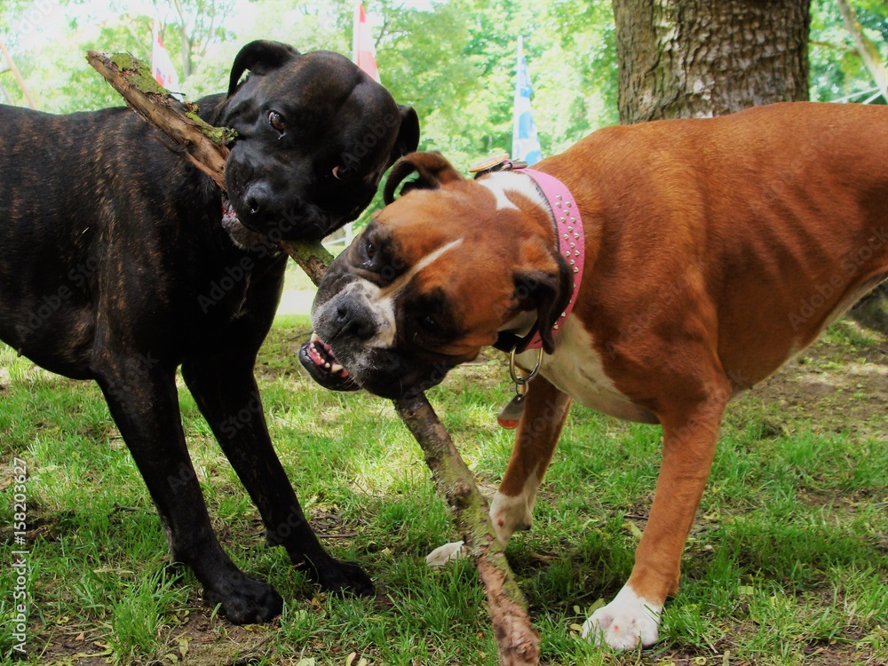 Two playful Boxer Breed Dogs compete for a stick outdoors in park Two playful Boxer Breed Dogs compete for a stick outdoors in park