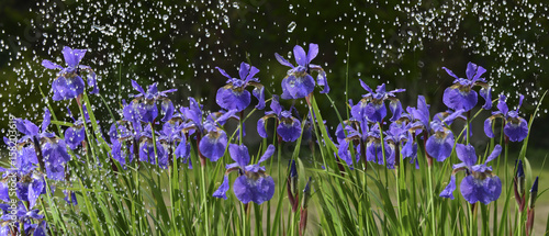 iris flowers in rain