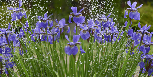 iris flowers in rain