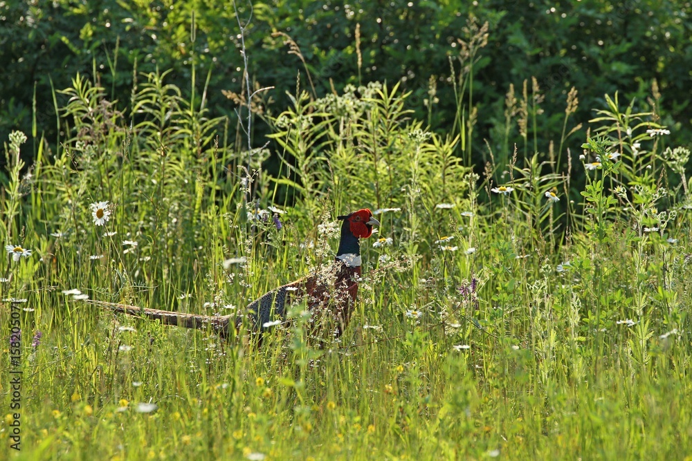 pheasant in a meadow