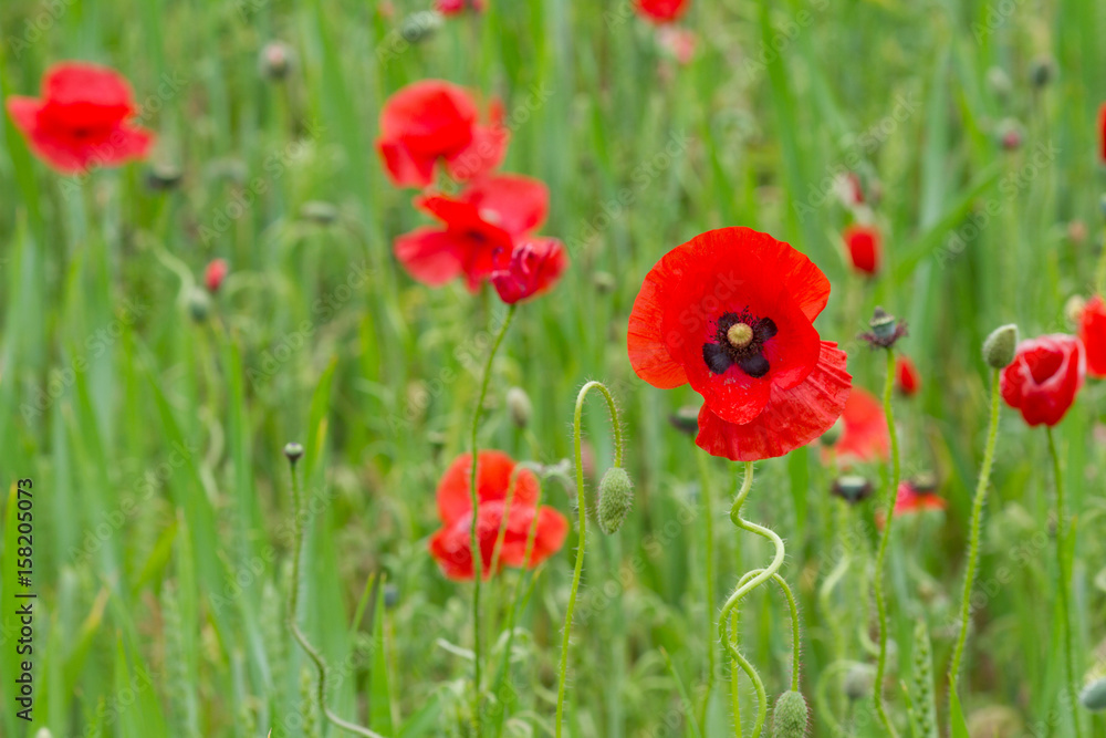 Obraz premium Many poppies in a field a cloudy sommer day