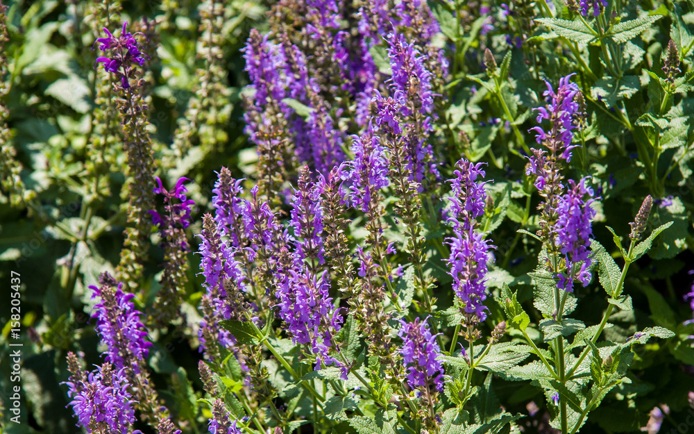 Obraz premium Purple flowers