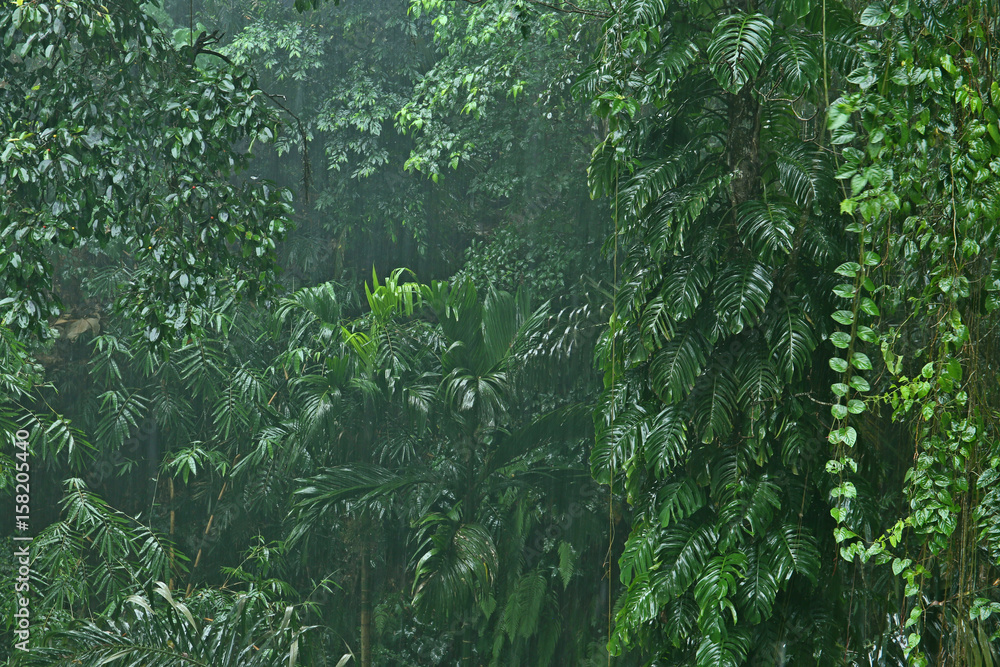 Fototapeta premium Rainfall in the jungle
