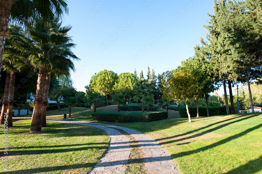 Palm trees in formal garden of summer park. Turkey