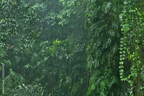 Rainfall in the jungle