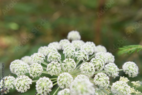 Weiße runde Kugelblumen