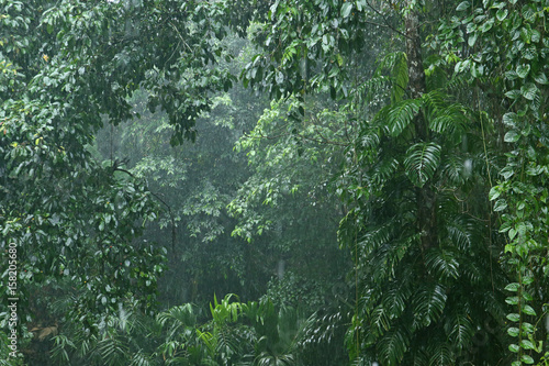 Rainfall in the jungle 2