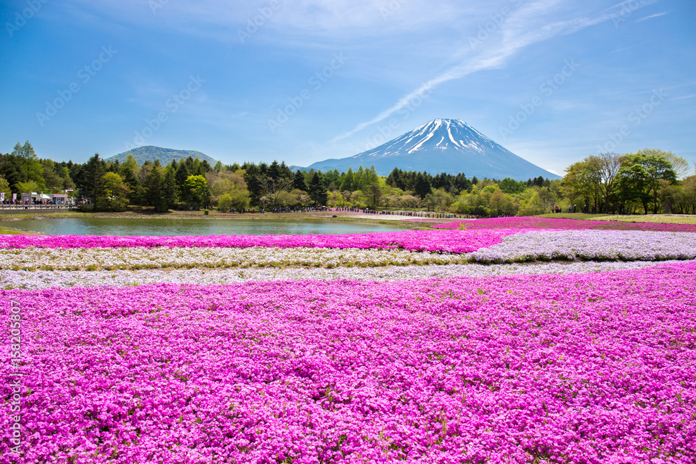 Φωτογραφία Japan Shibazakura Festival with the field of pink moss of Sakura or cherry blossom with Mountain Fuji Yamanashi, Japan is famous place and popular for tourist in vacation