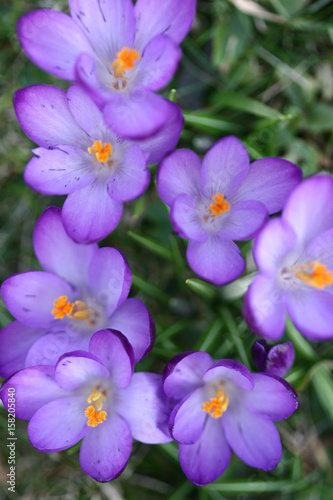 Close up of violet crocus flowers in a field
