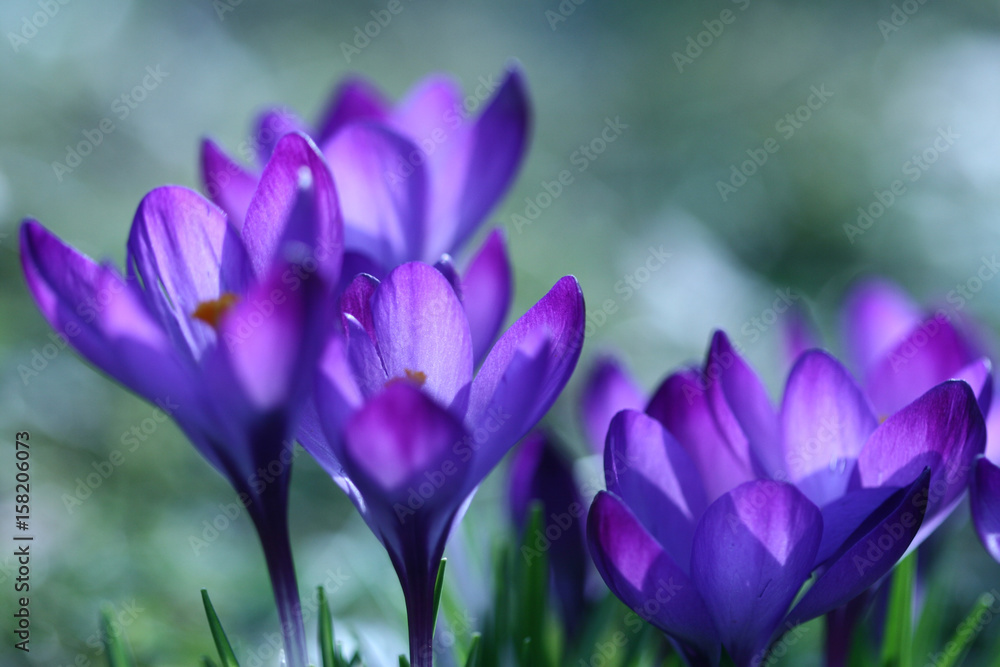 Close up of violet crocus flowers in a field