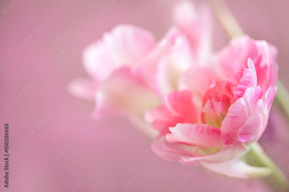 Delicate pink blurred abstract background with a pink tulip. Delicate pink blurred abstract background with a pink tulip.