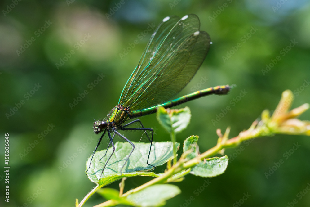 Closeup of green dragonfly sitting on a leaf Closeup of green dragonfly sitting on a leaf
