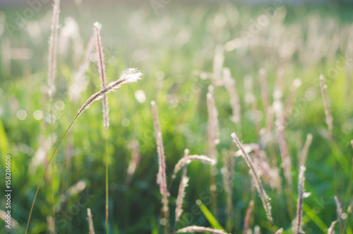 abstract blur feather grass in meadow in morning with sunlight spring and summer background.