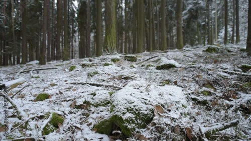 Wallpaper Mural Forest graund with stones in winter Torontodigital.ca