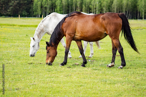 Bay horse and grey horse grazing on a meadow