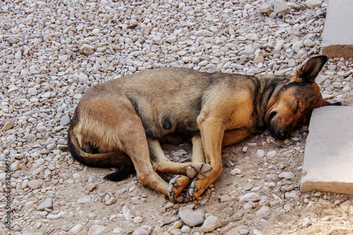 sleeping homeles dog photo