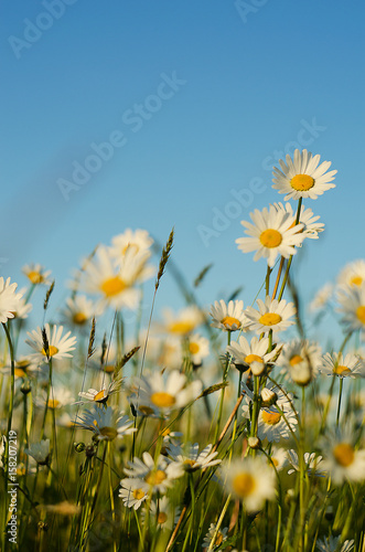 Soft white daisies bloom in summer