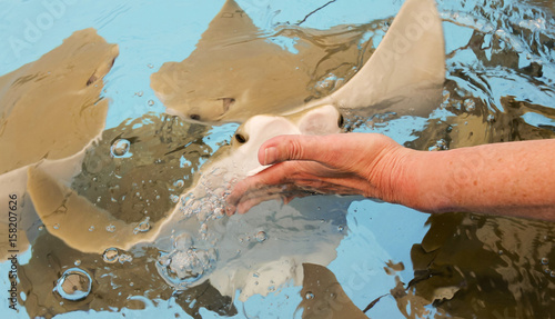A Woman Hand Feeds a Group of Stingrays