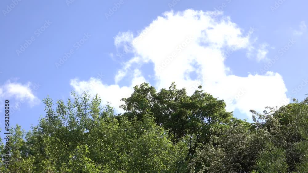 Tree tops blowing in the wind with backdrop of blue sky and clouds. Tree tops blowing in the wind with backdrop of blue sky and clouds.