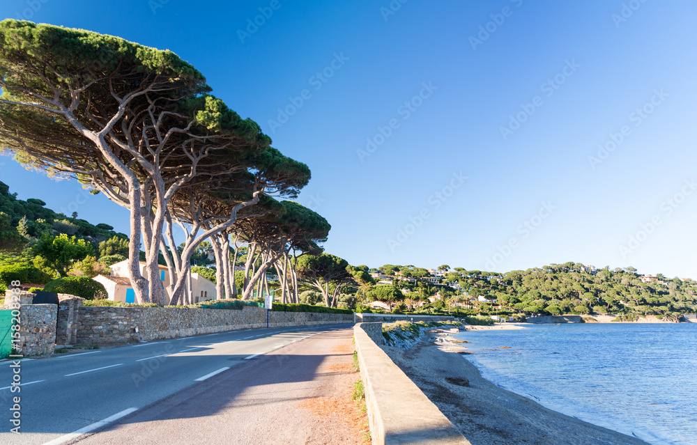 road on french riviera with sea and pines in south France