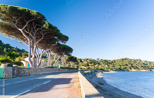 Obraz na płótnie road on french riviera with sea and pines in south France w salonie