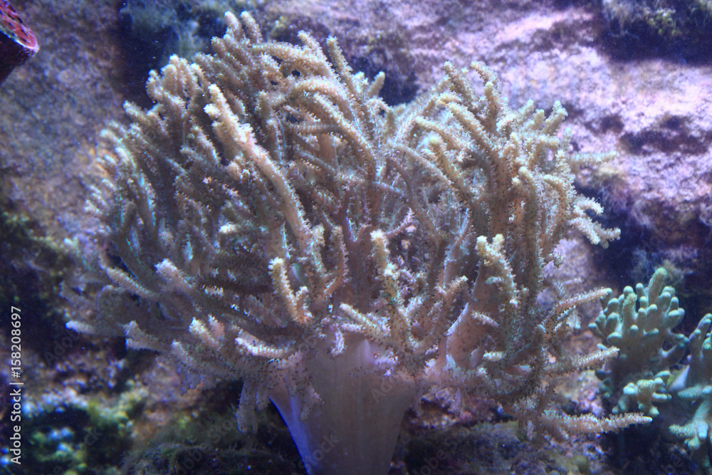 Fototapeta premium sea aquarium background