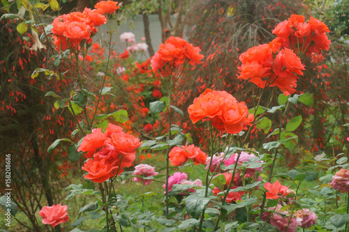 Fototapeta Naklejka Na Ścianę i Meble -  roses in the garden