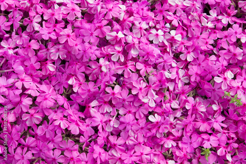beautiful purple flower background beautiful purple flower background