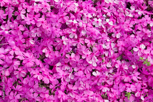 beautiful purple flower background © janews094