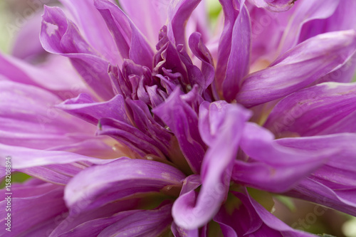 Macro of a purple dahlia. © Sonia