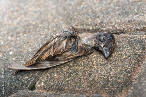 Dead little bird on the ground  and flies swarm on the body.