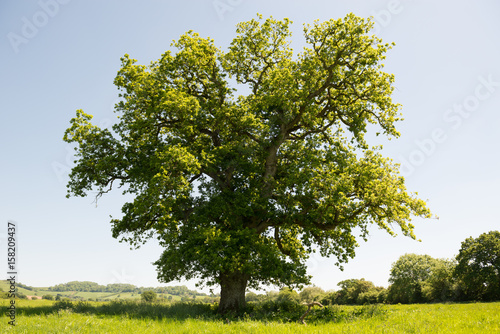 Single Oak Tree in English Countryside in the Summer