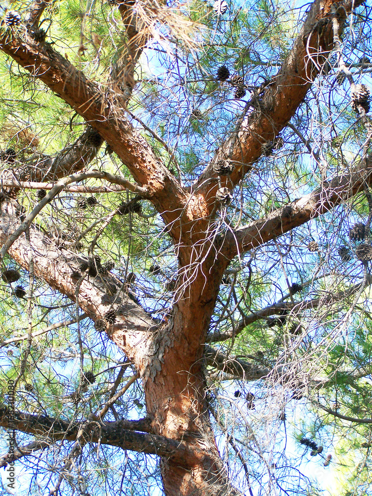 Fototapeta premium Pine Tree