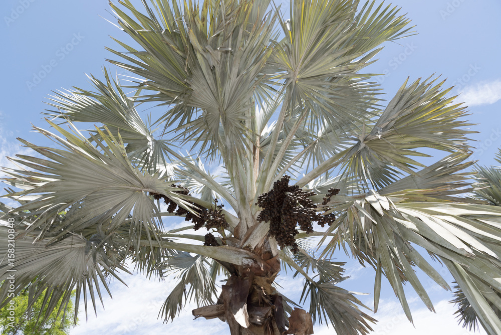 Obraz premium A Bismark Palm tree with a sizable cluster of dark brown ovoid drupes. The tree is native to Madagascar