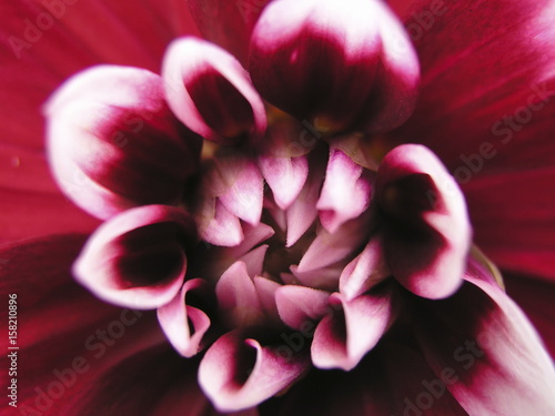 Dahlia Flower Close Up