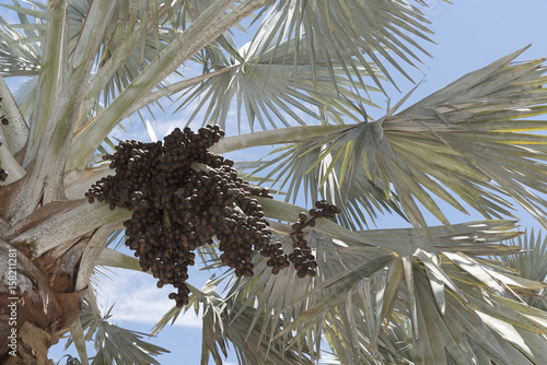 Фотография A Bismark Palm tree with a sizable cluster of dark brown ovoid drupes