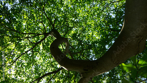 Baum