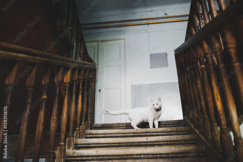 Naklejka premium White Cat waiting on the wooden stairs