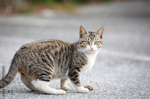 猫 沖縄