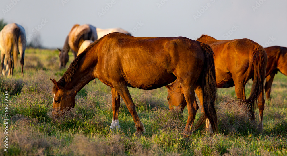 Horses are walking in the pasture at sunset