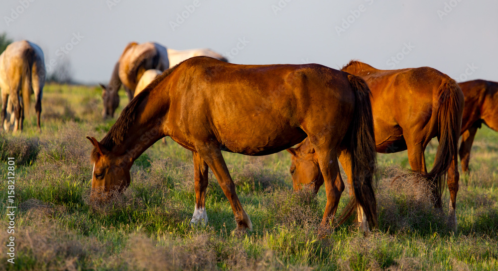 Horses are walking in the pasture at sunset Horses are walking in the pasture at sunset