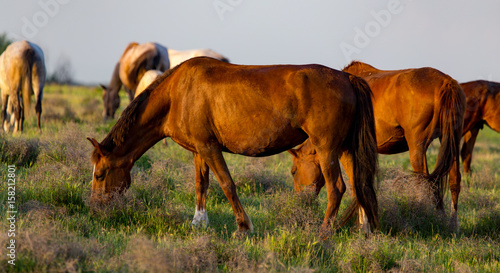 Horses are walking in the pasture at sunset © schankz