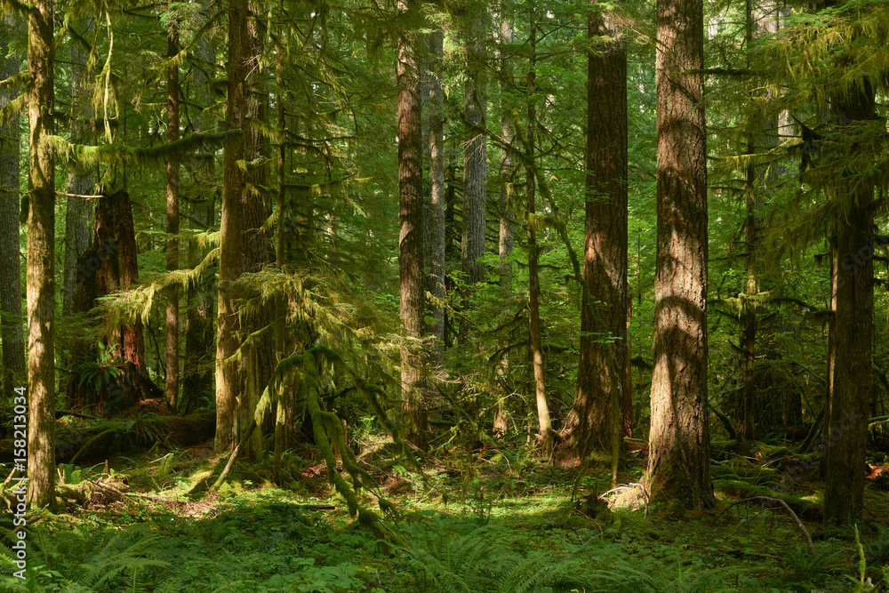 Summer green Oregon forest with large fir trees. Summer green Oregon forest with large fir trees.