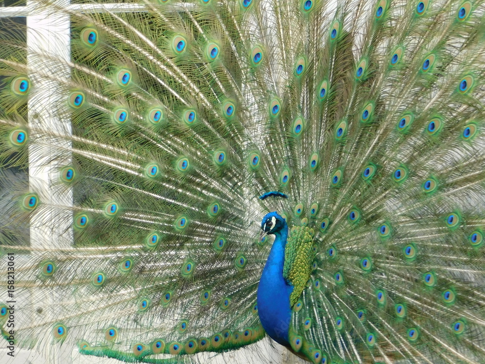 Fototapeta premium Peafowl in Lazienki Park