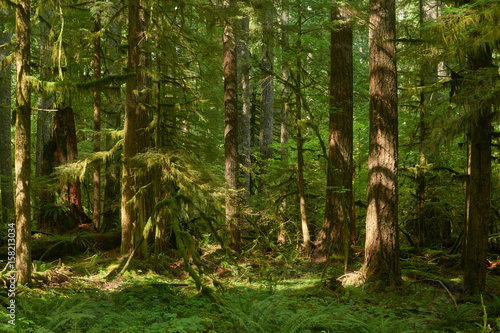 Summer green Oregon forest with large fir trees.