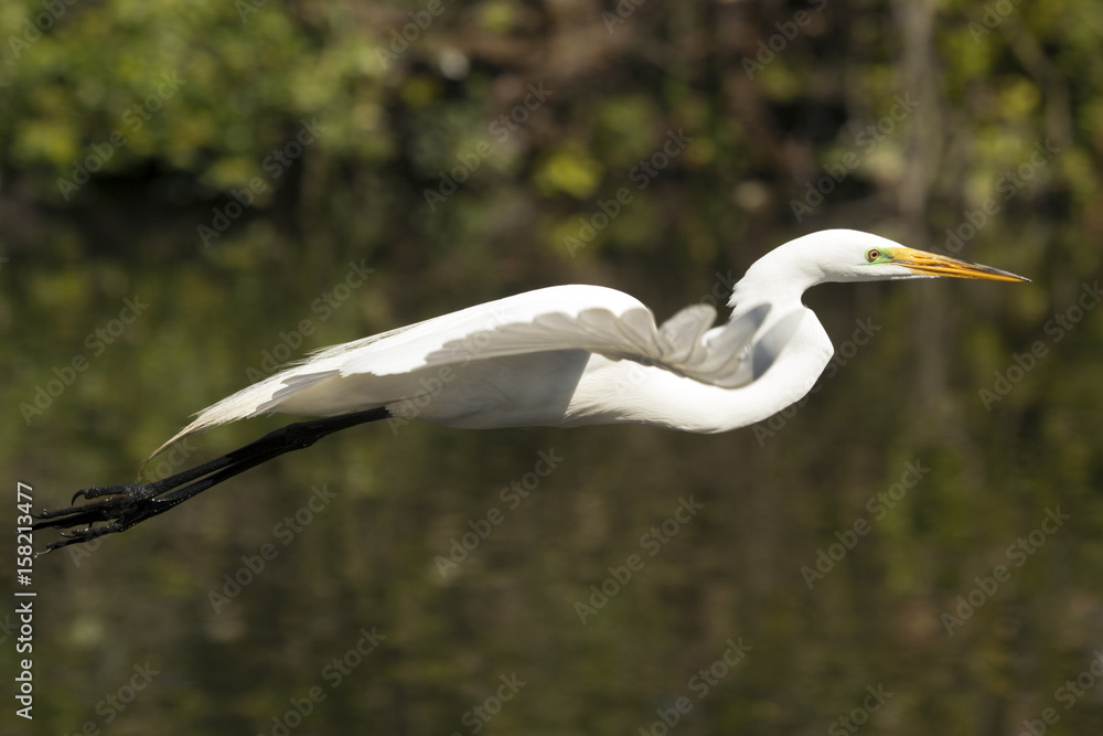 Great egret flying over water of a swamp in Florida.