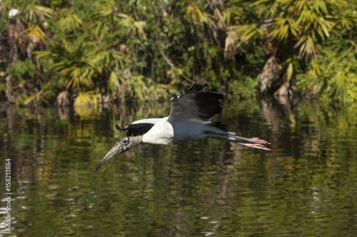 Wood stork flying over water of a swamp in Florida. © duke2015