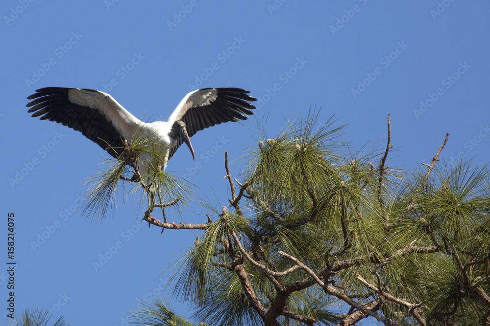 Wood stork coming in for a landing in central Florida. Wood stork coming in for a landing in central Florida.